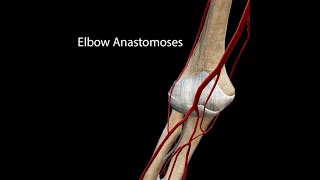 Elbow Anastomoses [upl. by Resee]