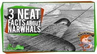 3 Neat Facts About Narwhals Including Theyre Real [upl. by Acim]