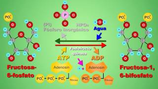 Metabolismo de la glucosa  video animado [upl. by Enomis257]