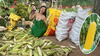 Sweetcorn harvest  Malalaki ang bunga 🌽 [upl. by Robenia]