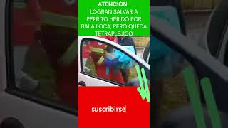 🐕🐕👉✋SALVAN LA VIDA DE PERRITO HERIDO POR BALA LOCA PERO QUEDA TETRAPLÉJICO 🐕🐕👉✋ [upl. by Octavia628]