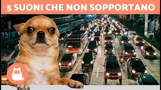 I 5 SUONI che i CANI ODIANO di più 🐶🔊❌ Non li sopportano [upl. by Kadner]