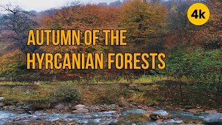 Autumn of the Hyrcanian forests of Mazandaran Iran  پاییز جنگل های هیرکانی ایران مازندران [upl. by Sulohcin]