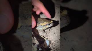 Frog catching laughter  catching toads and frogs funny  funny bullfrog  tep longheng funny [upl. by Analos109]