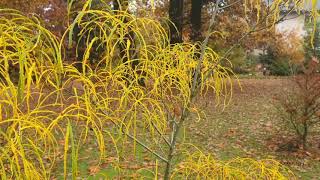 Rhamnus frangula Asplenifolia krušina olšová [upl. by Weaver]