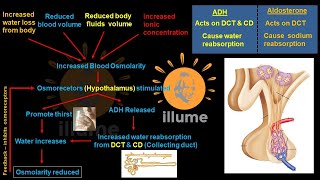 Regulation of Kidney Function  ADH  Anti Diuretic Hormone  Atrial Natriuretic FactorPeptide ANF [upl. by Dualc]