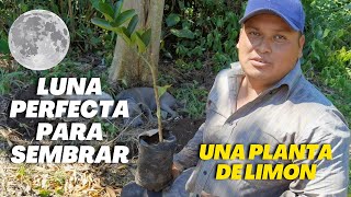 En que Luna sembrar una planta de limón  Plantas mas Resistentes y Mejor Producción [upl. by Hamner]