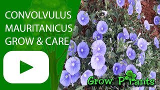 Convolvulus mauritanicus  Growing easy ground cover [upl. by Imoian]