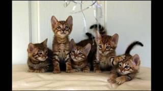 Toyger Cat and Kittens  History of the Toyger Cat Breed [upl. by Edurtreg]