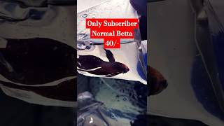 Betta Fighter Fish 7day Offers fishtank viralvideo aquarium fish shorts trending clownfish [upl. by Sldney]