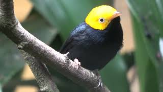 Goldenheaded Manakin [upl. by Dove]