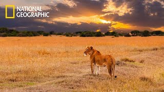 Savannah Life of Wild Africa ✔ National Geographic Documentary 2023 Full HD [upl. by Uttica]