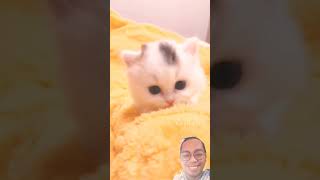 Want play with me😸🤓😁 shorts funny viral trending cat catlover cute funnycats [upl. by Us]