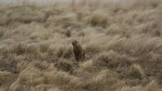 Prairie Dog Mating Call [upl. by Avad]