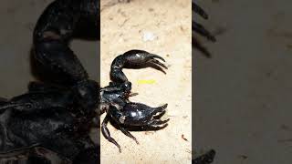 Unbelievable Scorpion Facts 🦂 [upl. by Moriyama]