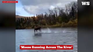 Moose running across the river [upl. by Ahsieni873]