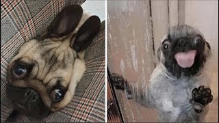 Made your day with these funny and cute Pug Puppy Videos Compilation [upl. by Freiman635]