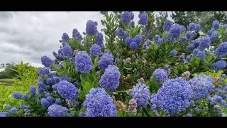 Ceanothus English garden [upl. by Pavia518]