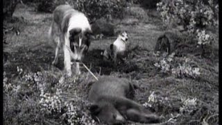 Lassie  quotThe Archersquot  Episode 155  Season 5 Ep 12  11231958 [upl. by Nelrsa]