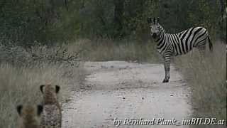 Gepard vs Zebra Cheetah vs Zebra in Südafrika South Africa [upl. by Livvie782]