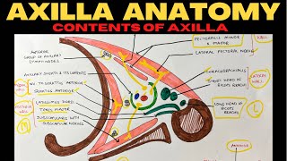 Axilla Anatomy 22  Contents of Axilla  Upper Limb Anatomy [upl. by Monda609]