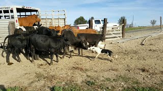 Loading cattle with calves Satus Brute [upl. by Pesvoh]