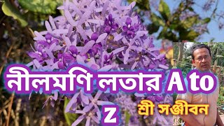 Petrea volubilisNilmoni lata plant care A to zSree Sanjiban [upl. by Esil]