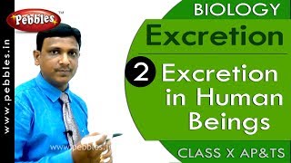 Excretion in Human Beings  Excretion  Biology  Science  Class 10 [upl. by Balthasar122]