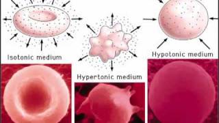 Cells Part 2 amp Passive transport [upl. by Esertak]