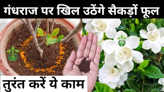 गंधराज के पौधे पर खिलेंगे अनगिनत फूलGardenia Plant CareGandhraj flower plant care amp fertilizer [upl. by Hayyifas]