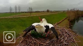 Ooievaar kleppert er op los  WILDCAM [upl. by Three]