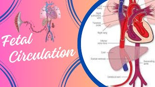 Fetal Circulation [upl. by Hsot]