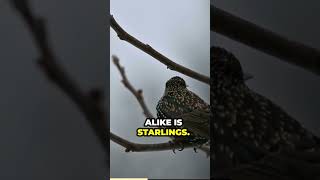 stella the starling bird talking and whistling animals birds sorts [upl. by Assiren]