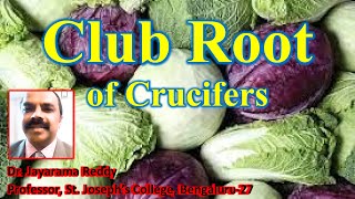 Club root of Crucifers Plasmodiophora brassicae by Dr Jayarama Reddy [upl. by Shifrah]