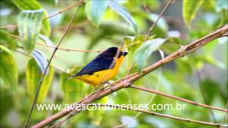 Gaturamo Euphonia violacea Violaceous Euphonia  MVI 3975 [upl. by Tidwell179]