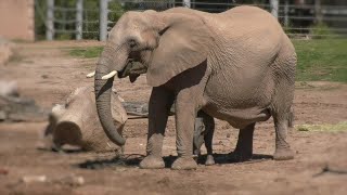 Reid Park Zoos baby elephant is now 1 week old [upl. by Akeirahs]