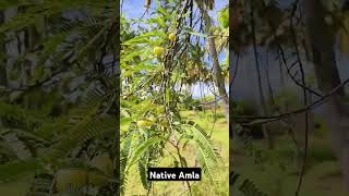 Amla amla fruit benefitsofamla drsivaraman nativetrees [upl. by Betti]