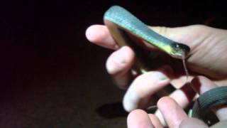 Yellowbellied Water Snake [upl. by Latt]