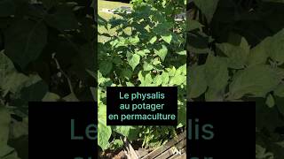 Le physalis au jardin potager permaculture short status subscribe [upl. by Nivloc566]