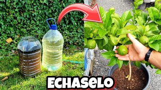 CÍTRICOS con  FLORACIÓN 🍋 FRUTOS y Crecimiento con este abono casero orgánico para plantas y huerto [upl. by Wandy]