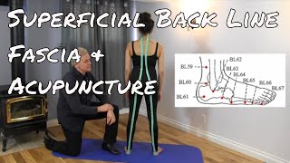 Superficial Back Line  Fascia and Acupuncture [upl. by Amri]