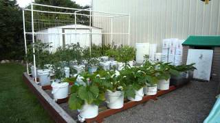 Sherri Steiner and her Self Watering Rain Gutter Grow System [upl. by Ettevad255]