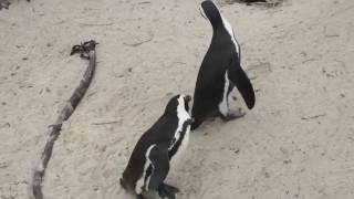 Jackass Penguins at Boulders Beach in Cape Town  Things to do in Cape Town [upl. by Soble]