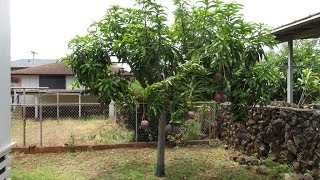 Small Rapoza Mango Tree That Produces Lots of Mangos [upl. by Heron]