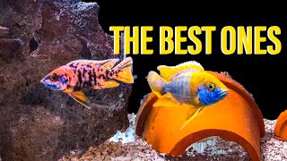 Raising African Cichlids [upl. by Anua]