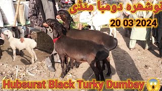 Hubsurat Black Turky Dumbay 😱 ll Nowshera Peshawar Dumba Market Latest Update ll Turky Dumbay [upl. by Dahc]