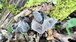 Auricularia auriculajudae March 19 2024 [upl. by Renell]