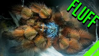 10 FLUFFY Tarantulas YOU HAVE To See To BELIEVE [upl. by Cotsen]