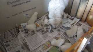 Great Pyrenees Hungry puppies FINALLY get to eat [upl. by Llenor]