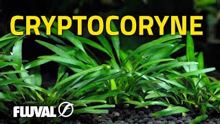 Species Spotlight  Cryptocoryne [upl. by Nade]